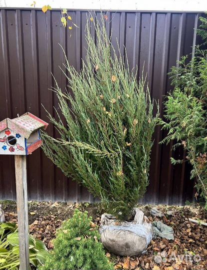 Можжевельник Блю Эрроу с гарантией приживаемости