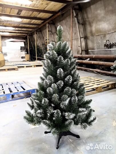 Ель с белыми кончиками