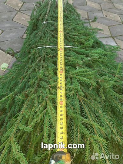 Лапник пихтовый