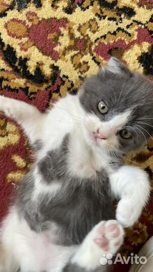 Шотландская вислоухая