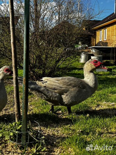 Индоутка мускусная утка