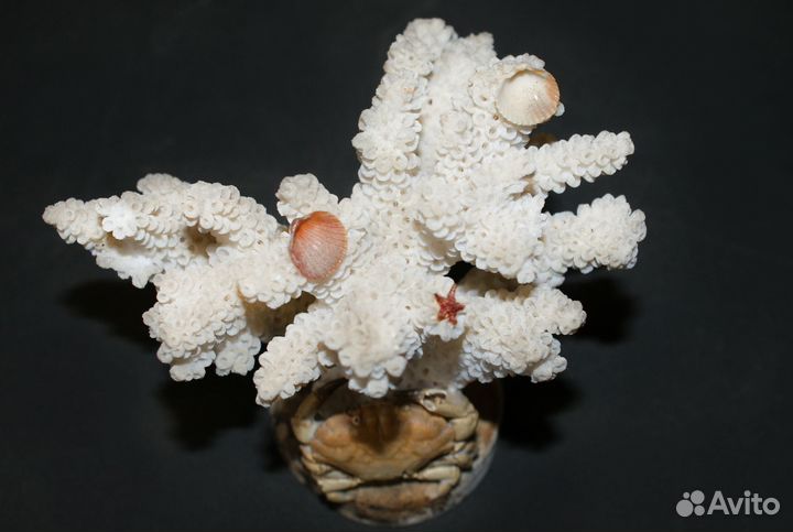 Камни, ракушки, гроты для аквариума