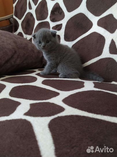 Шотландский котик