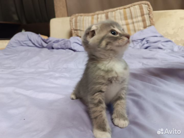 Вислоухие котята
