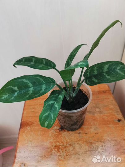 Аглаонема измененная