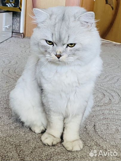 Шотландский кот для вязки