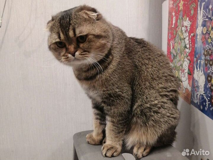 Шотландский вислоухий кот для вязки