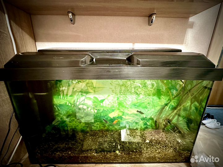 Аквариум с рыбками