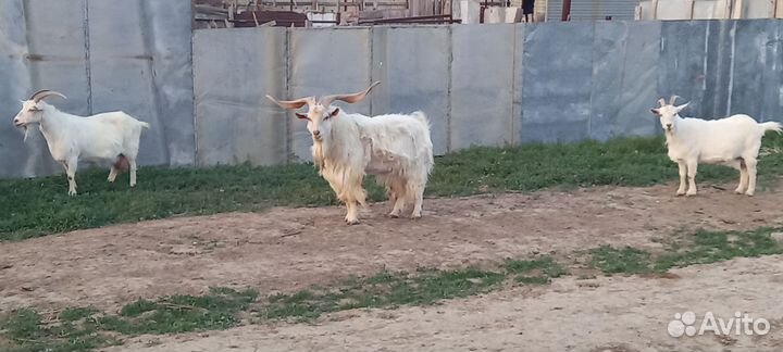 Козел на племя