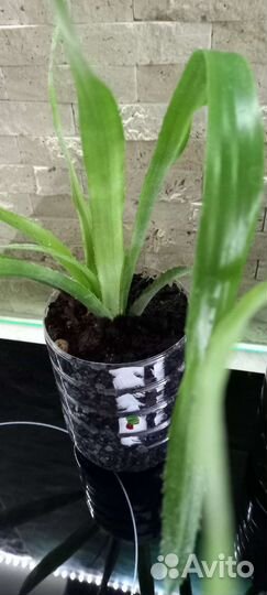 Бильбергия комнатные цветы