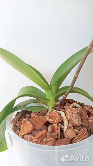 Орхидея фаленопсис