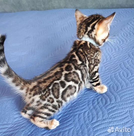Бенгальские котята в любимцы или в разведение