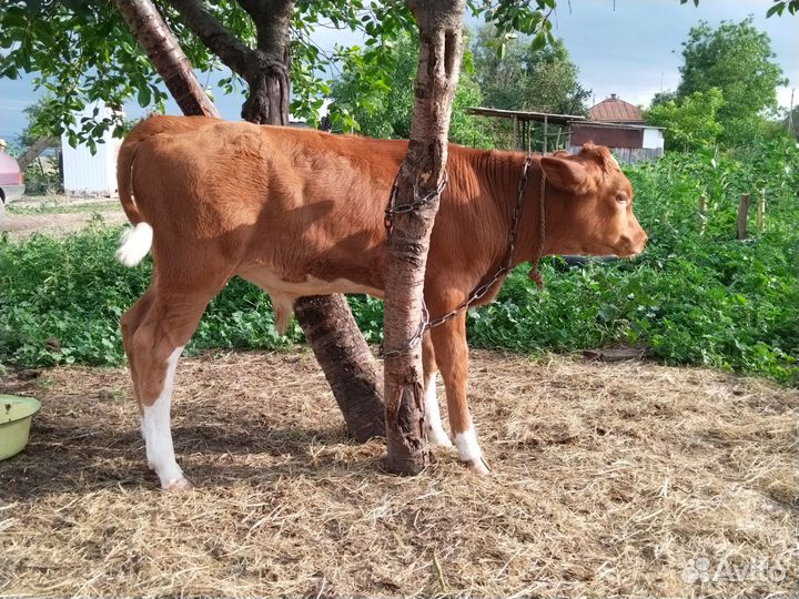 Теленок бычок 3 месяца и тёлочка 1,2