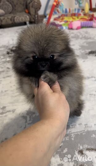 Шпиц девочка Соболь