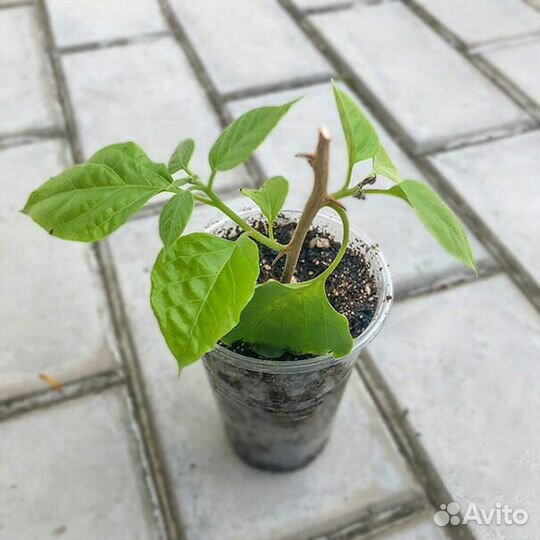 Бугенвиллия. Укоренённые черенки. Разные сорта