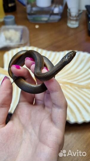 Узорчатый полоз