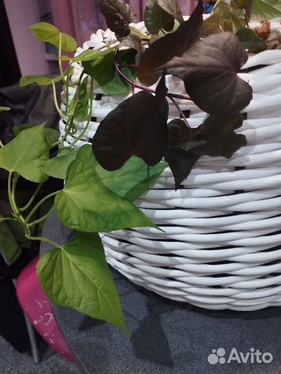 Ипомея батат