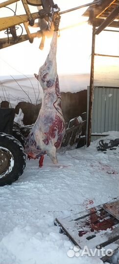 Мясо говядина