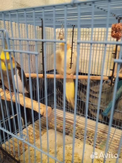 Пара попугаев с клеткой