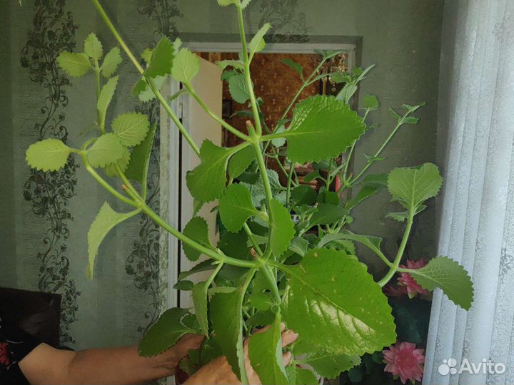 Мята мелисса