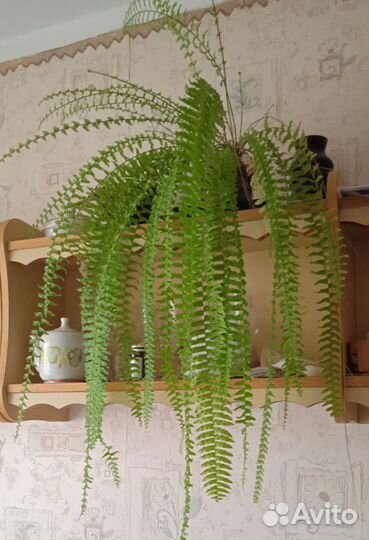 Папоротник, адиантум, Венерин волос