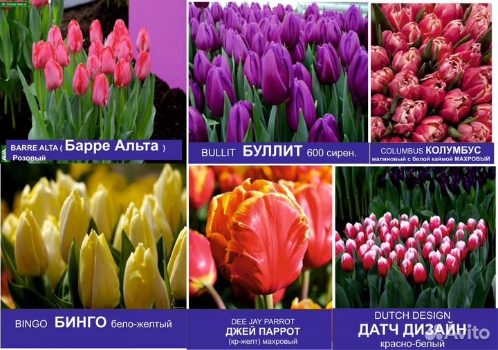 Продам тюльпаны