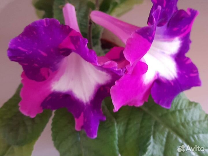 Стрептокарпус молодое растение (черенок)