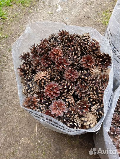 Шишки сосновые для декора, творчества