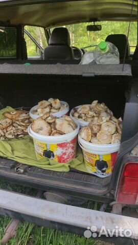 Грибы грузди соленые