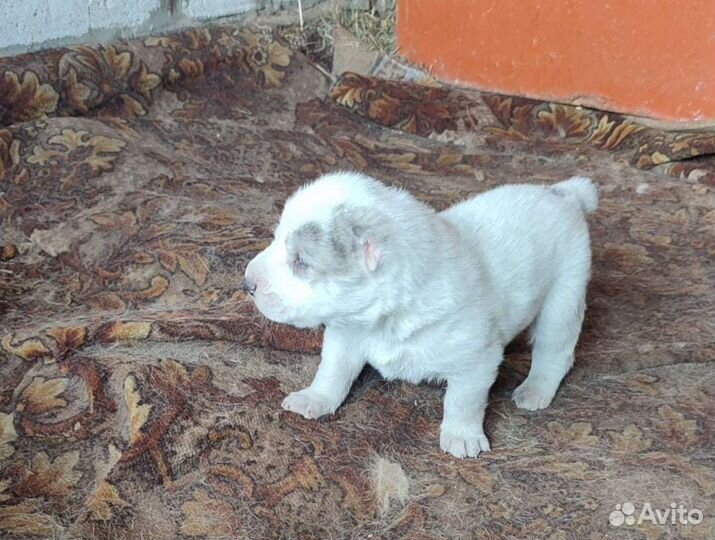 Среднеазиатская овчарка алабай щенки