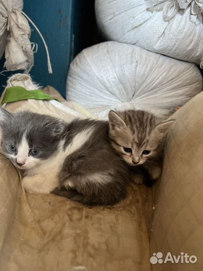 Котята в добрые руки