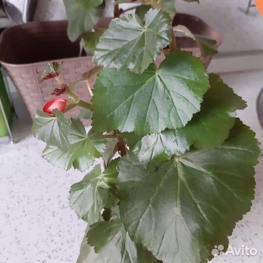 Комнатные цветочки