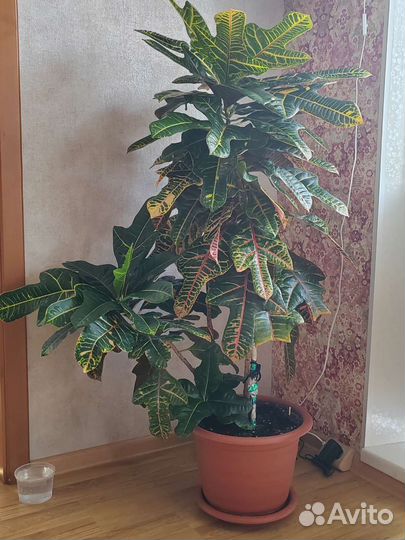 Кодиеум кротон