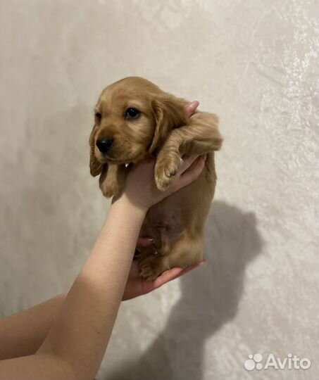 Щенок английский спаниель торг