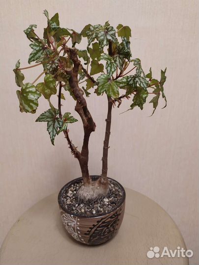 Каудексная бегония Дрега. Begonia dregei