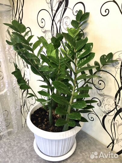 Замиокулькас