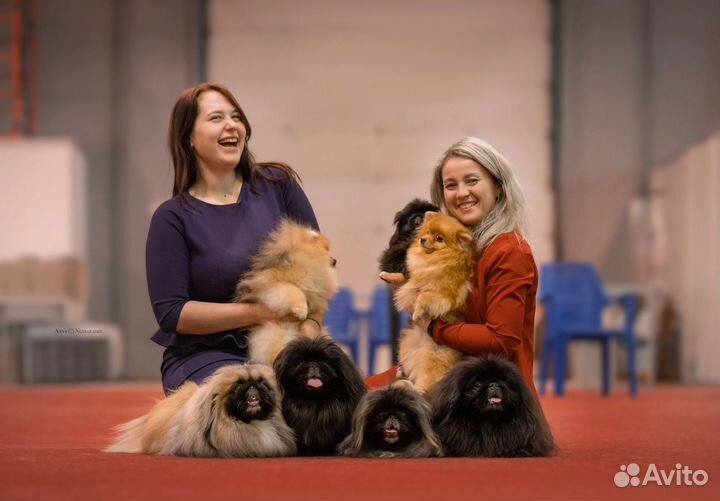 Груминг собак