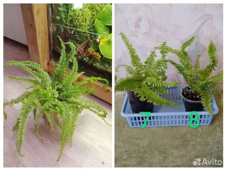 Папоротники разные