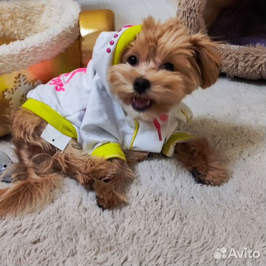 Одежда для собак