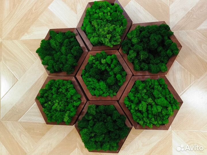 Соты из стабилизированного мха, ягель