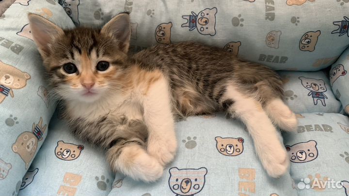 Малышки-разбойницы и их мамочка (котята)