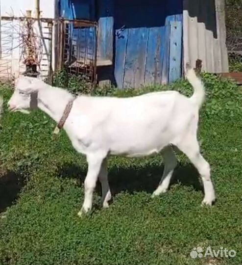 Зааненский козёл