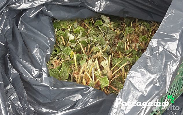 Рассада клубники. Крупная ягода