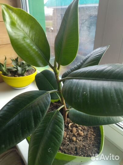 Цветы для вашего интерьера