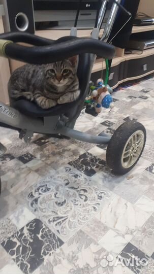 Котик 5 месяцев