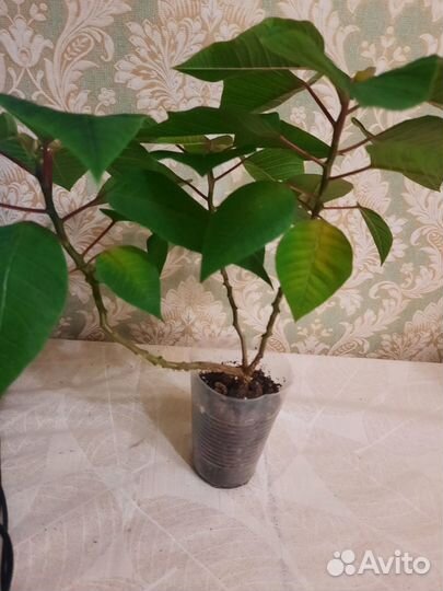 Рождественская звезда / пуансетия