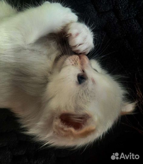 Котенок девочка