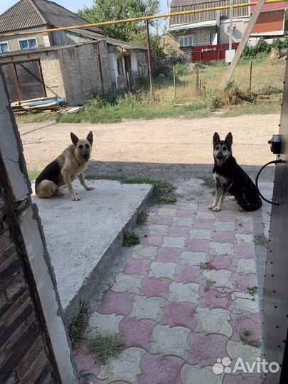 Щенки вео остались две сучки