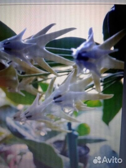 Хойя мультифлора