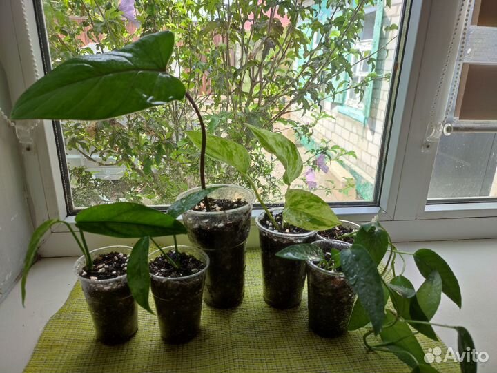 Филодендрон, сингониум